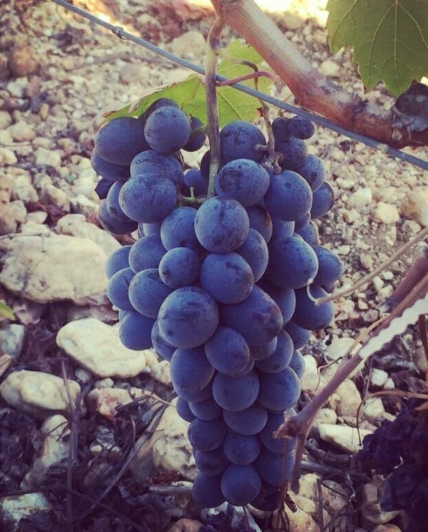 Öküzgözü grape