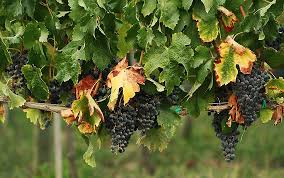  Boğazkere grape