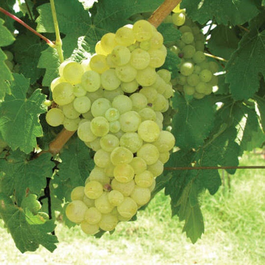 Narince grape