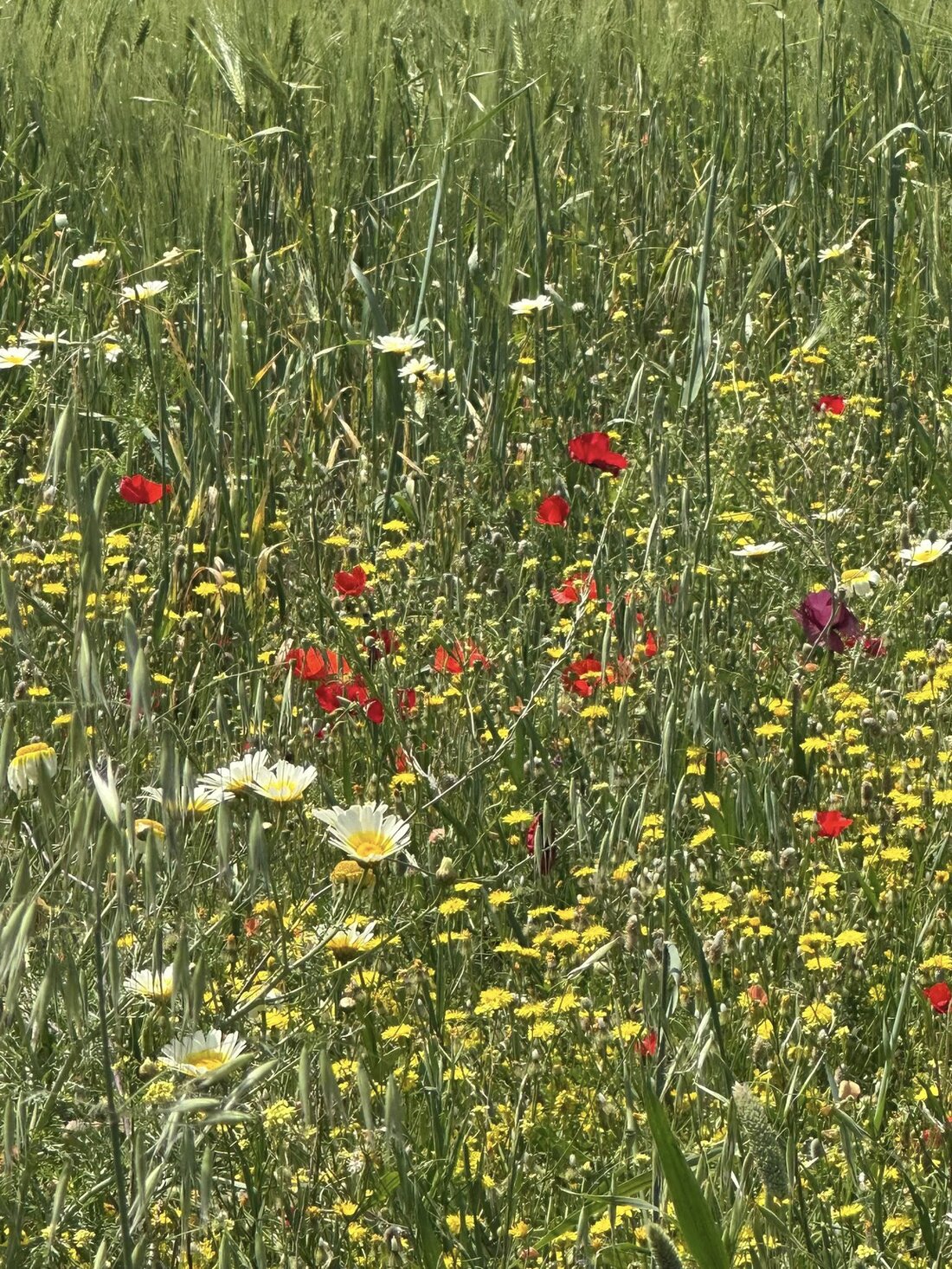 Spring day on the Turkish coast with wildflowers and calm sea